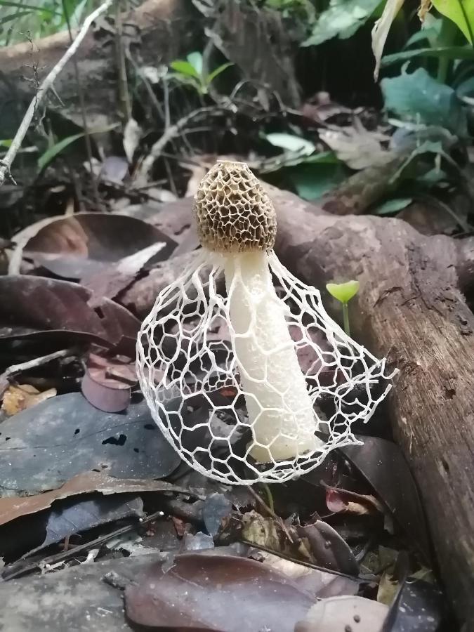 Palmayacu - Refugio Amazonico Leticia Dış mekan fotoğraf