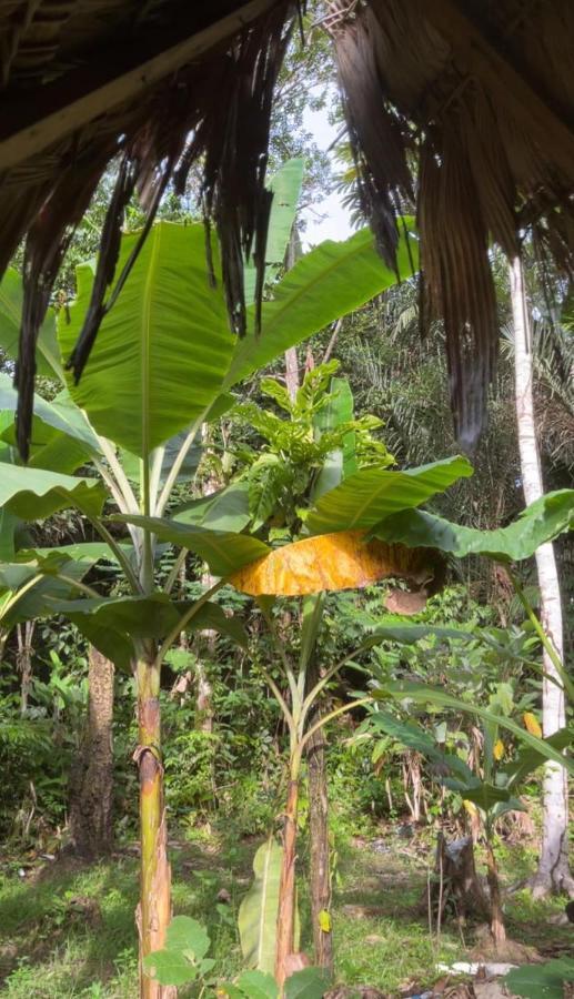 Palmayacu - Refugio Amazonico Leticia Dış mekan fotoğraf
