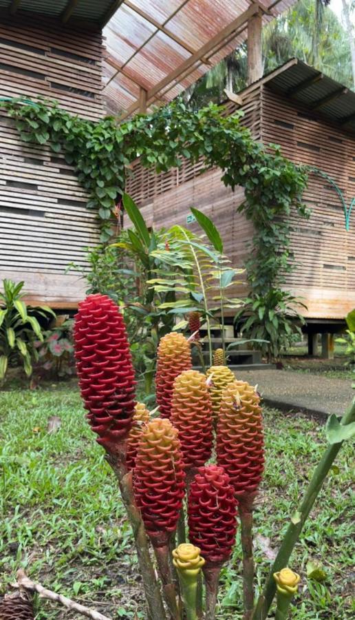 Palmayacu - Refugio Amazonico Leticia Dış mekan fotoğraf
